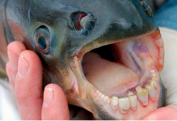 Источник: Фактрум