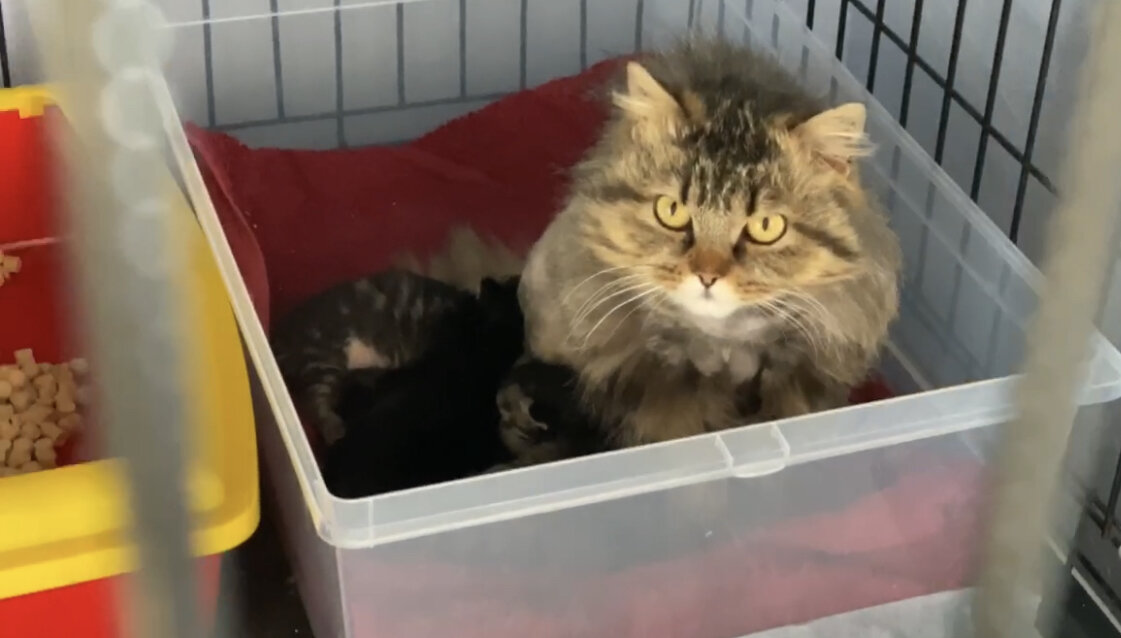 Марфа с новорожденными малышами 