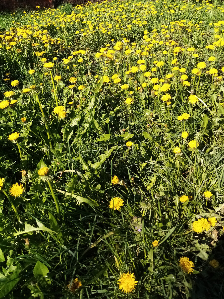 Золотой луг ранним утром