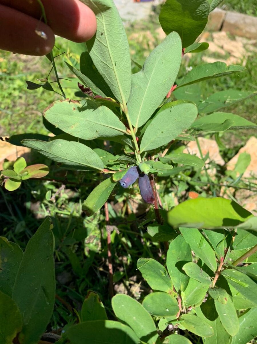 Как проводит лето жимолость? Даёт ягоды.