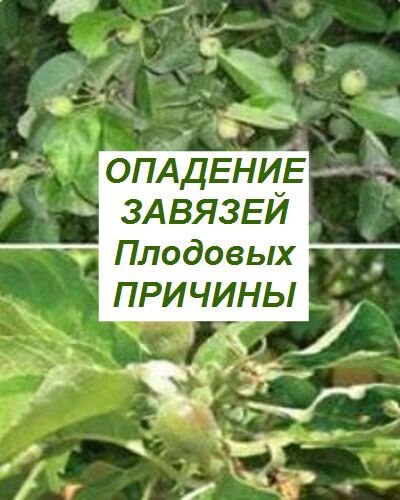 завязи на плодовых деревьях