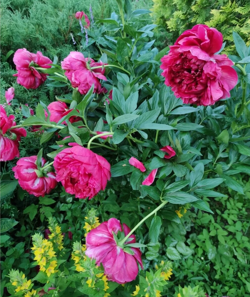 Сорт Генри Боксток