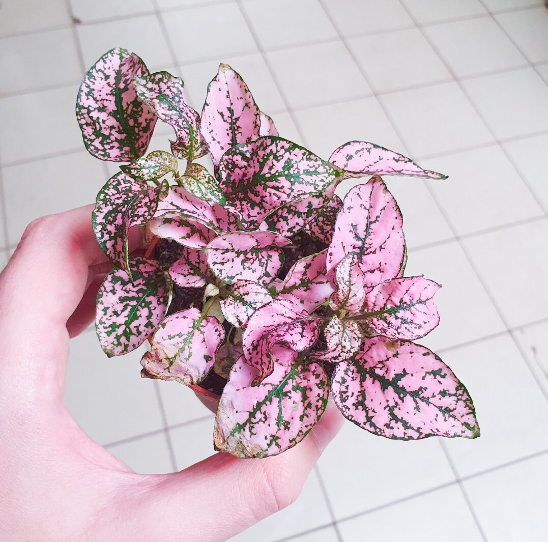 Можно купить пару горшочков разных цветов и посадить вместе – будет очень ярко и красиво смотреться