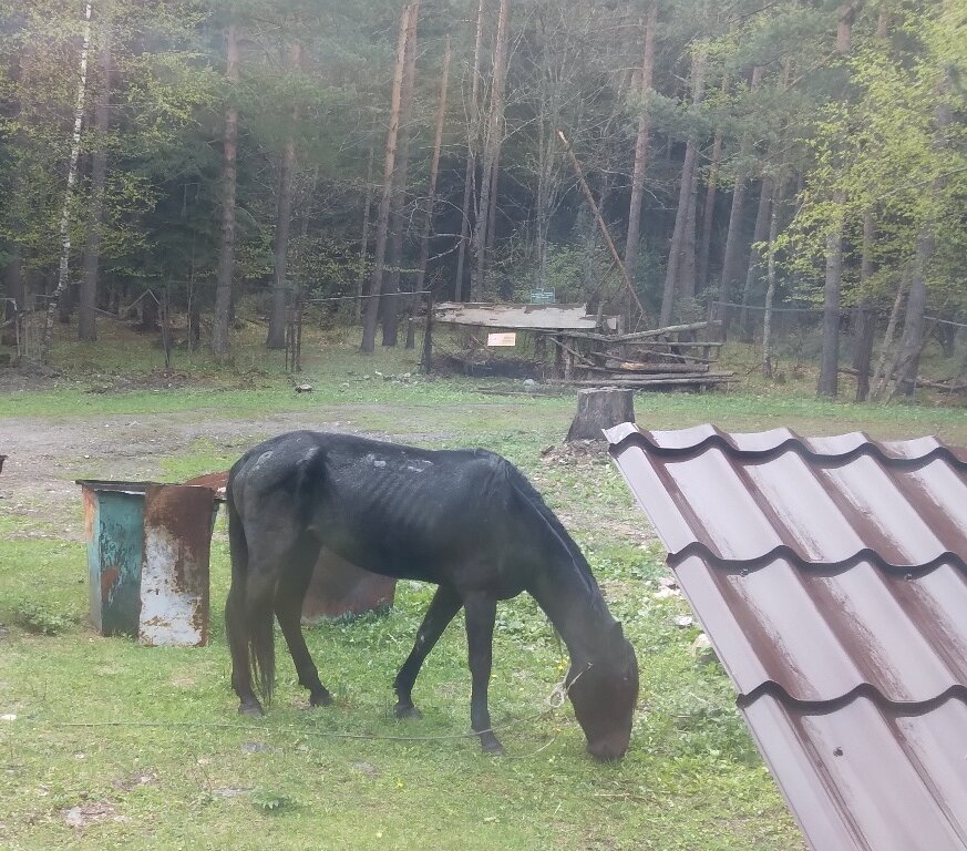 Лошади порой тоже страдают от некачественного природного корма. Эта, к счастью, живет в Карачаево-Черкесии, надеюсь, с ней всё хорошо. Фото автора 