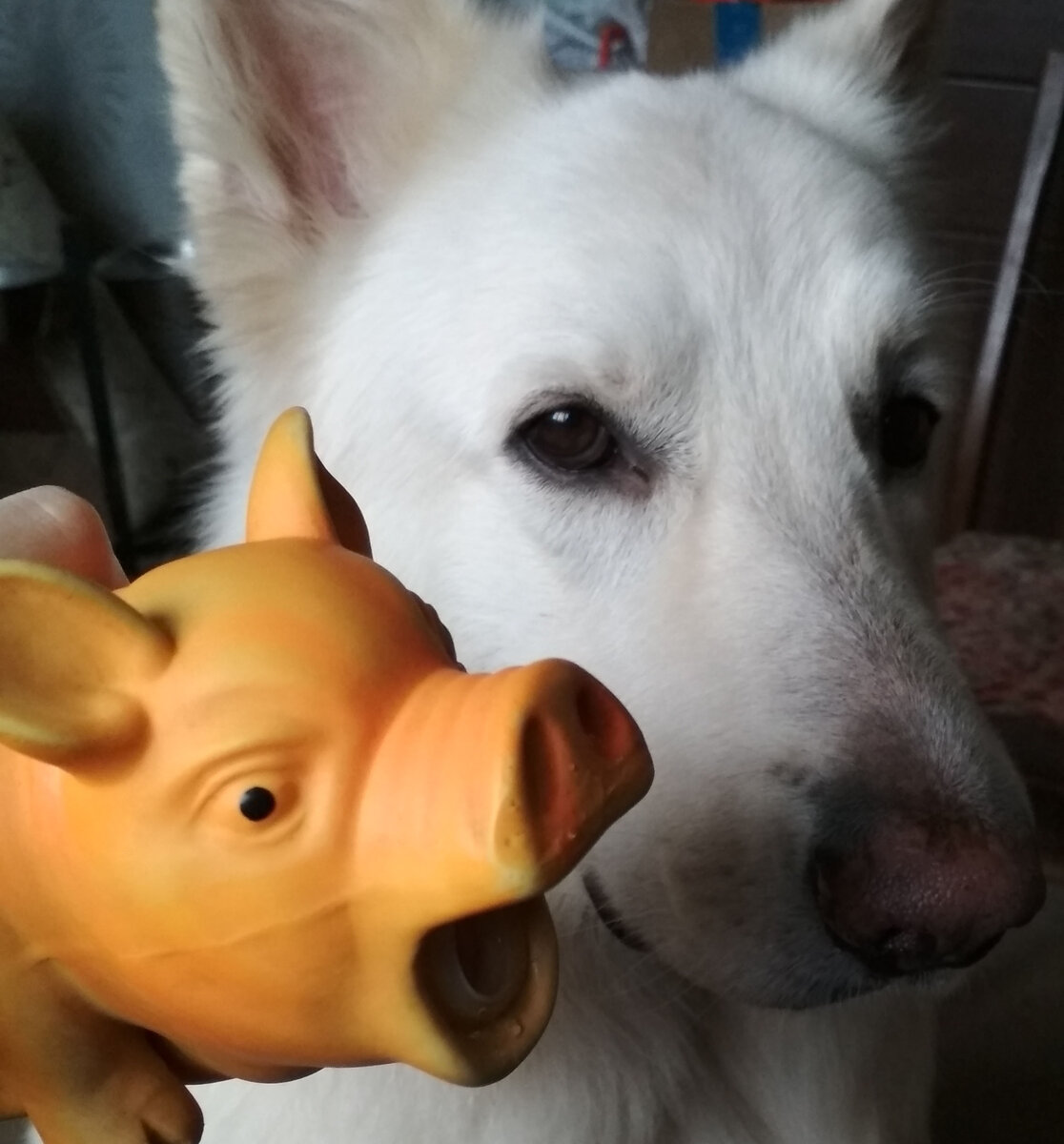 Хрюшек без зубной щётки у нас отмыть не получается - слишком много изгибов)))