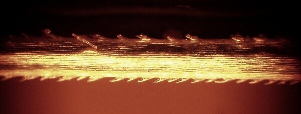 Осока под микроскопом