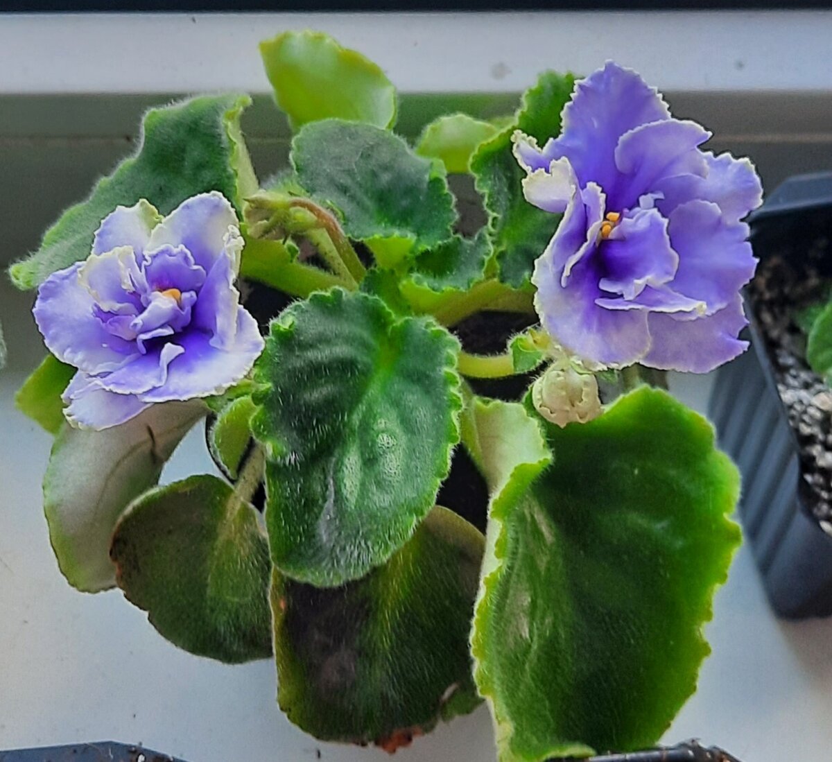 Моя фиалка. Совсем недавно зацвела.