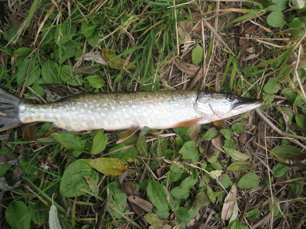 Первый успех