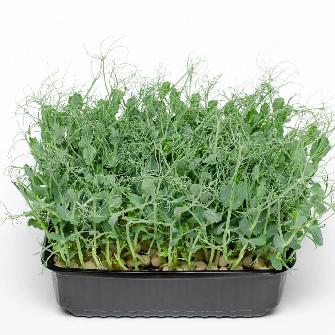 микрозелень гороха