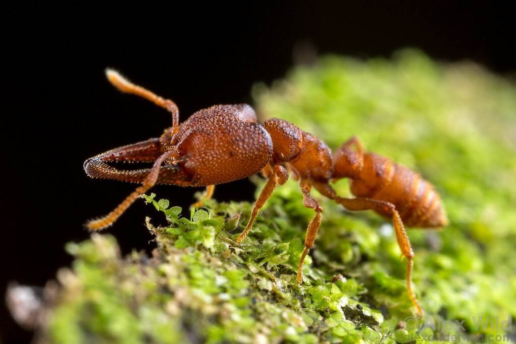 Даааа... Конееечно... Он выглядит абсолютно безобидно.