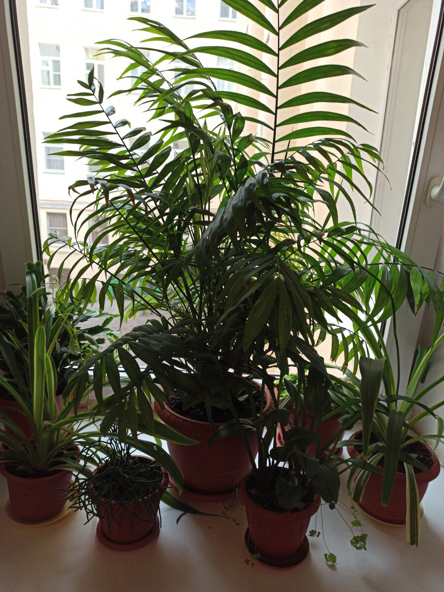 А вот и одни из моих "зелёных жителей",которые согревают мою душу в каменных джунглях Петербурга.И ведь это только малая часть.