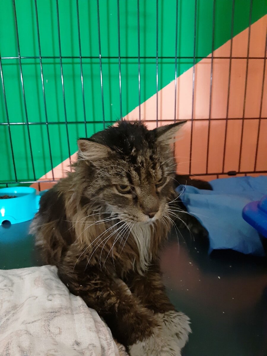 Фото волонтеров. Роланд