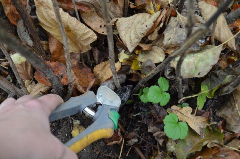 Обрезка смородины.