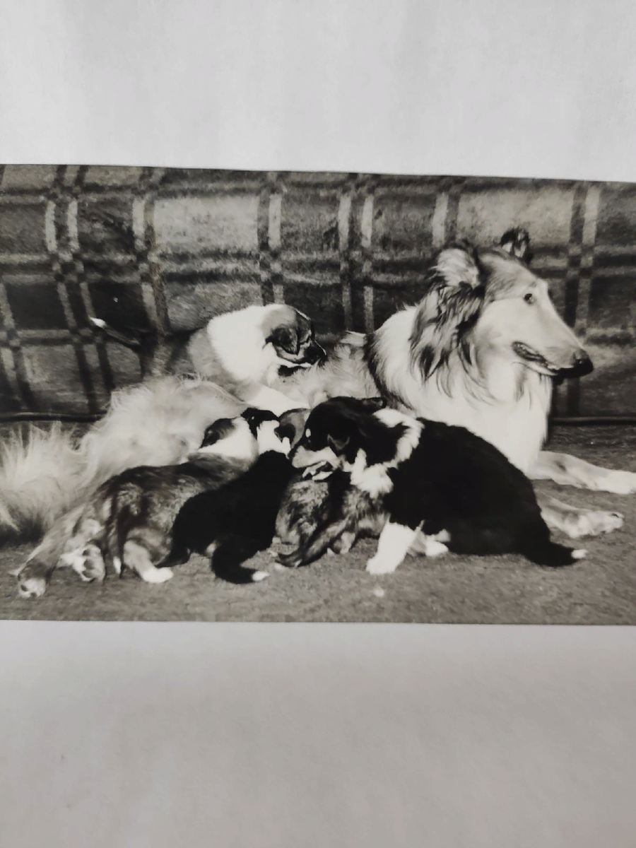 Наша на мамке сверху