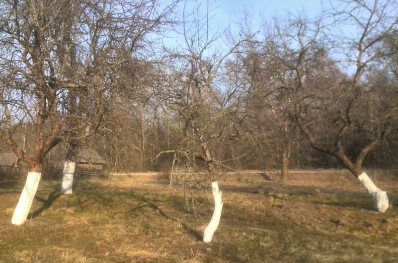 Сад поздней осенью.