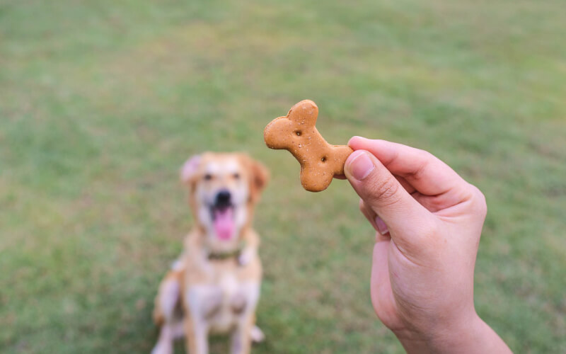 dogtricks.ru