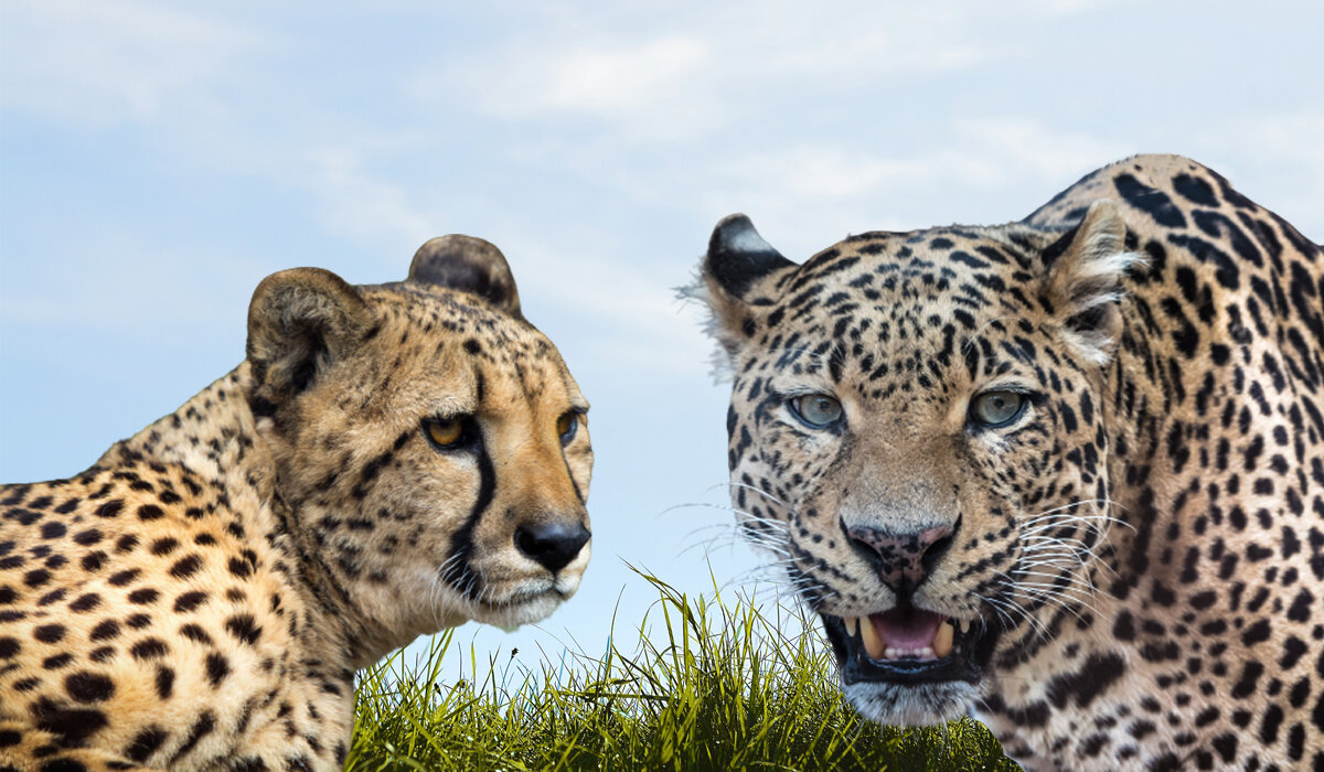 Почему гепарда можно приручить, а леопард никогда не будет подчиняться  человеку | Заметки о животных | Дзен