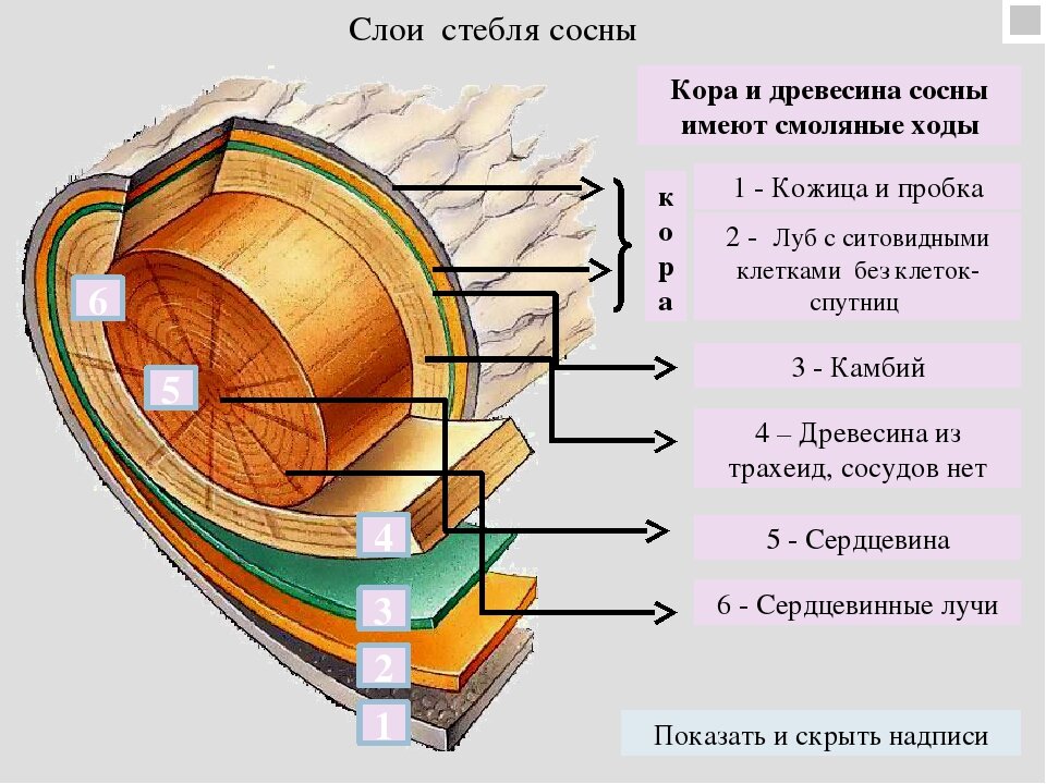 Последовательность расположения слоев стебля дерева снаружи внутрь