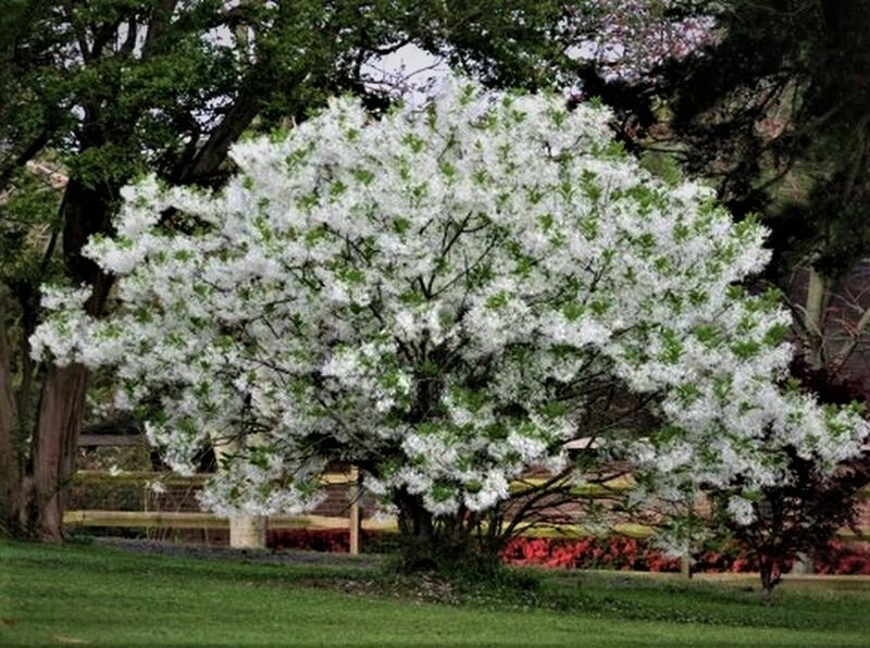  Дерево снежноцвета в полном цветении.