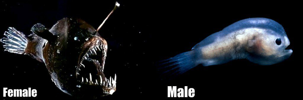 Самец удильщика. Рыба удильщик самец и самка. Самец удильщика. Глубоководная рыба удильщик. Самец удильщика.