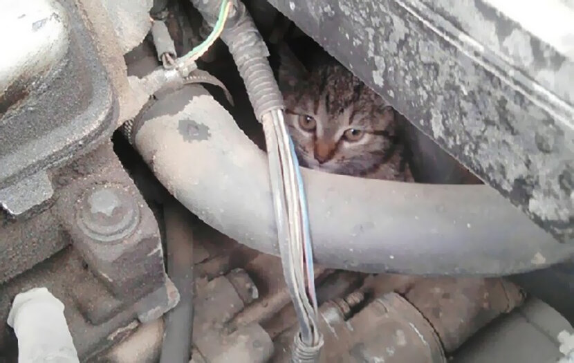 Кошка под капот. Кот под капотом. Котенок залез под капот. Кот залез под капот машины. Котенок под капотом машины.