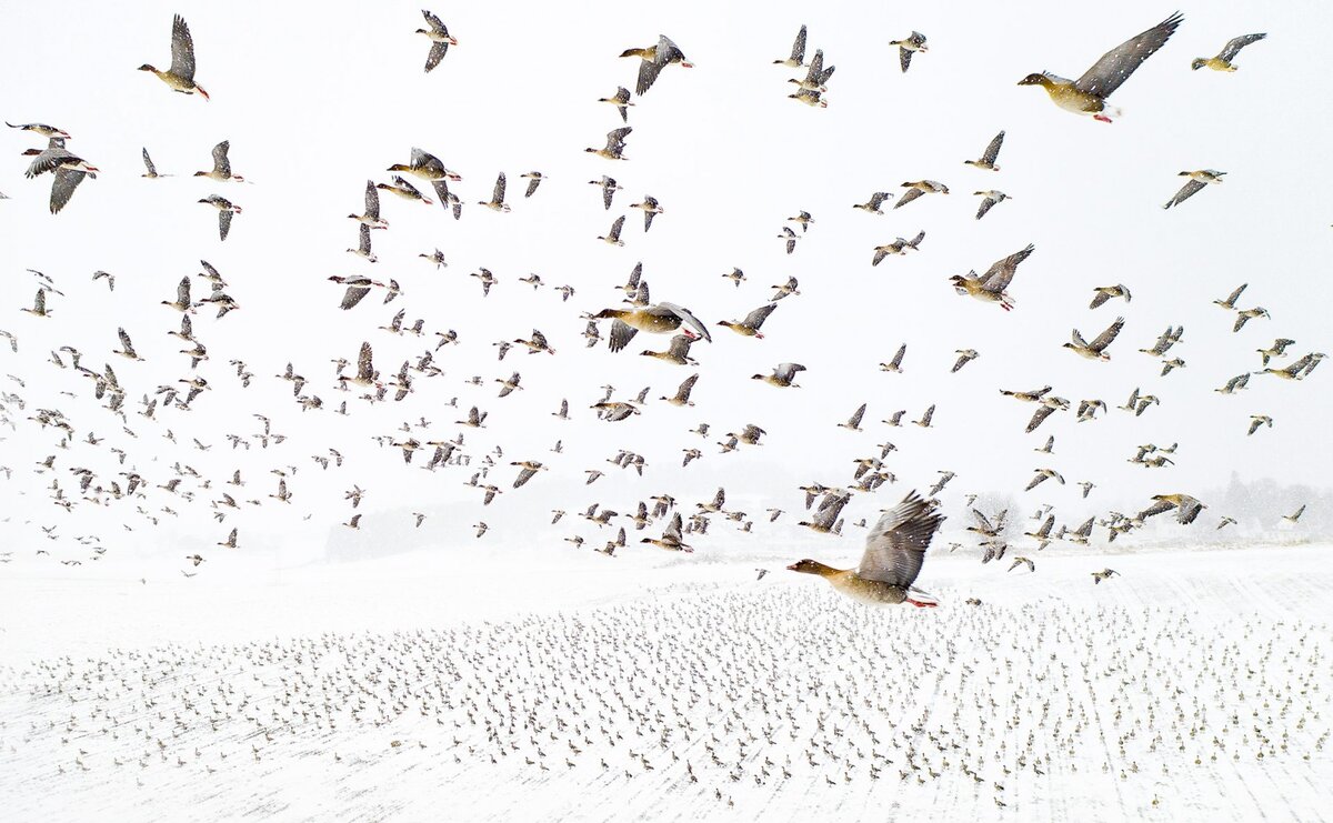 © Terje Kolaas (Норвегия) «Зимняя миграция»
Nature Photographer of the Year 2021. Победитель в категории «Птицы»