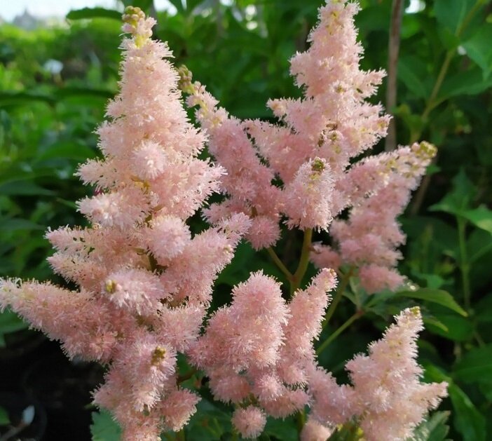 Цветение "Сестры Терезы"