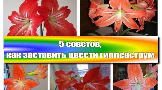 5 полезных советов: как заставить цвести гиппеаструм