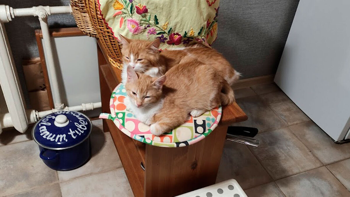 Такие мы, котики!