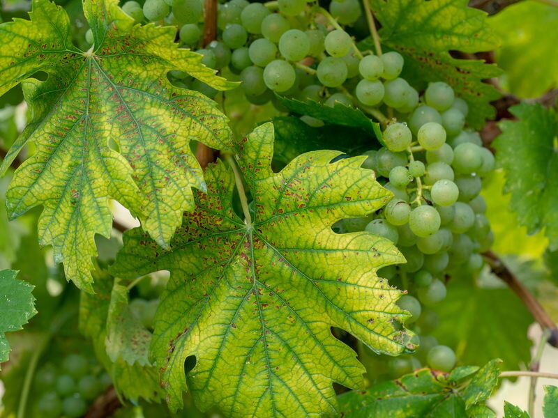 Основные болезни и вредители винограда и методы борьбы с ними