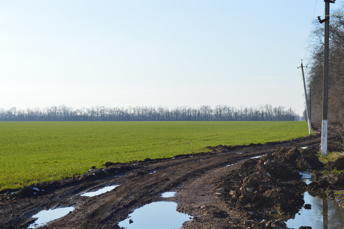 Фото автора.14.03.2022. Озимое поле.