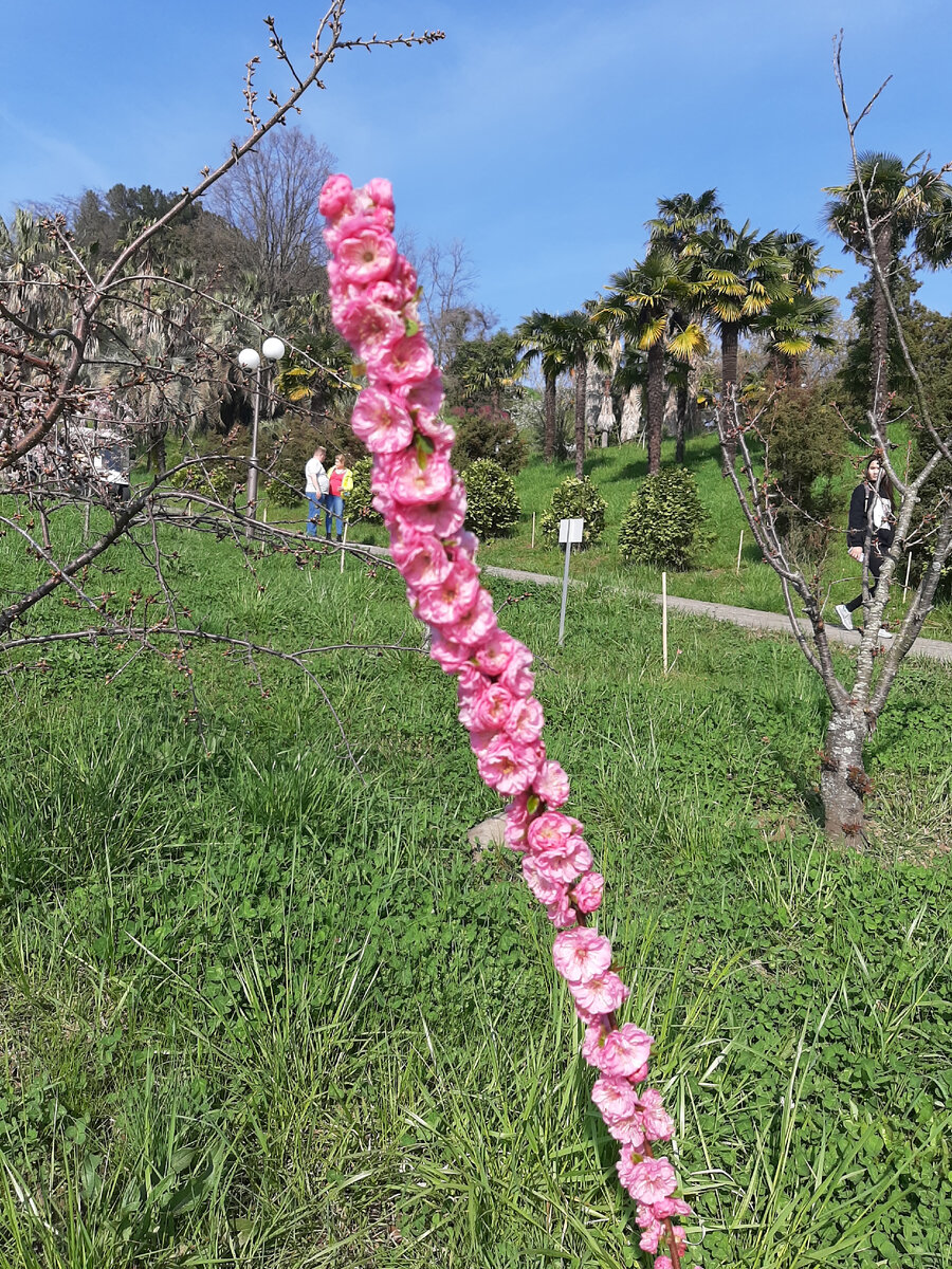 Что за растение, подскажите, пожалуйста! 