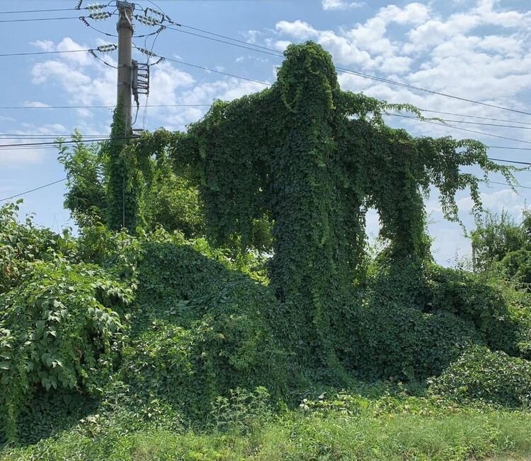 Источник: https://www.reddit.com/r/Weird/comments/u0ftb4/strange_plant_formation_in_my_city