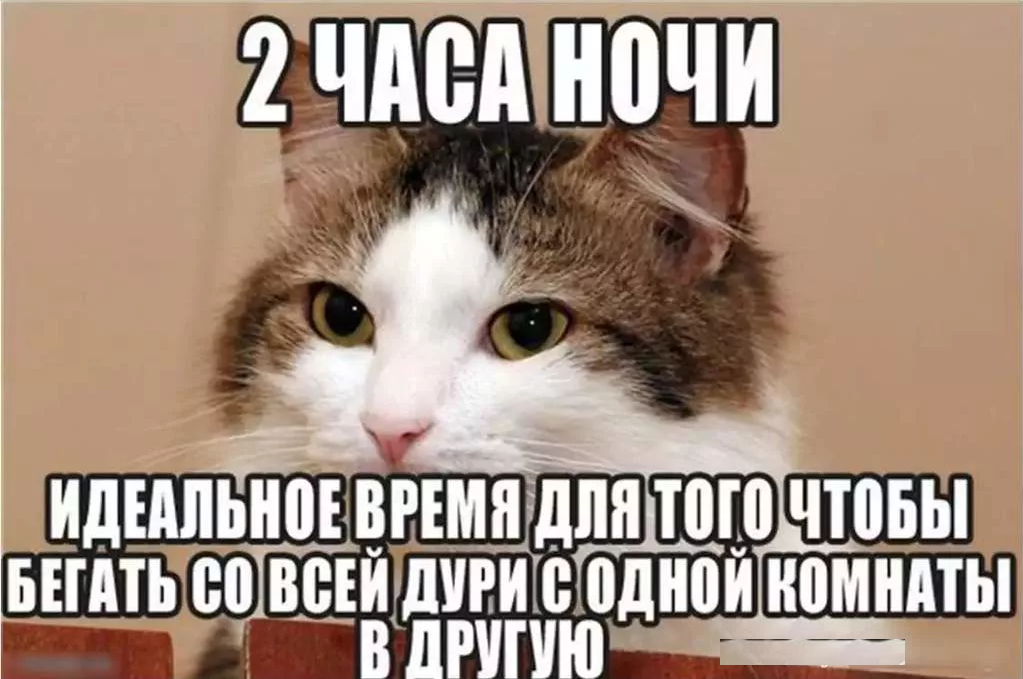 Мемы про котят. Мемы с котами. Мемы про котов. Котики смешные мемы. Коты мемес с надписями.