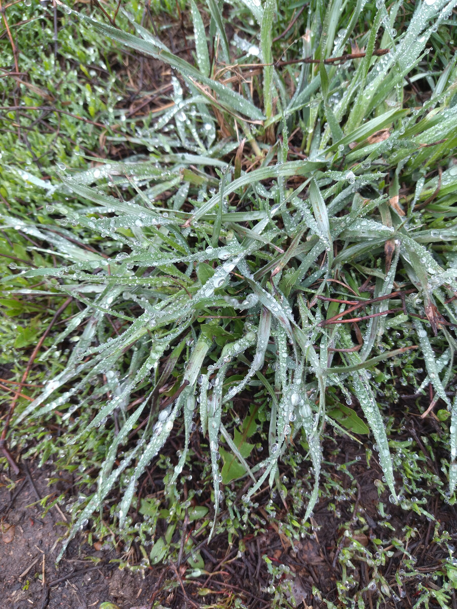 Кустик травы у дороги. Капли дождя. 