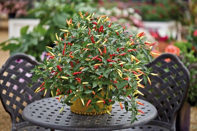  перец острый декоративный