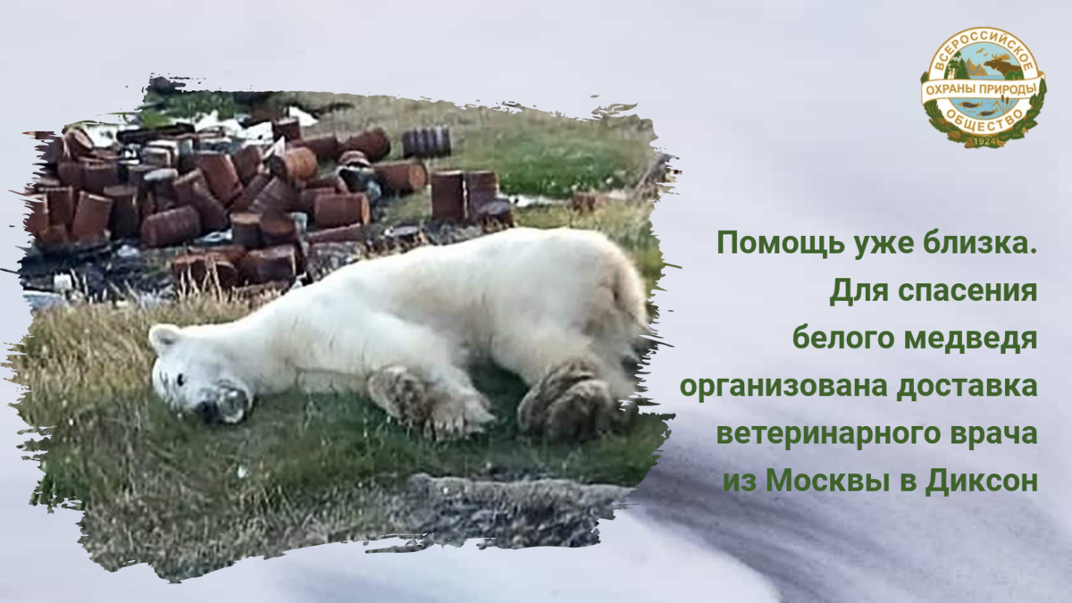 Главный ветеринарный врач Московского зоопарка Дмитрий Егоров примерно в 13.00 час по московскому времени вылетел на вертолете из Норильска в Диксон. где помощи вторые сутки ждет белый медведь.