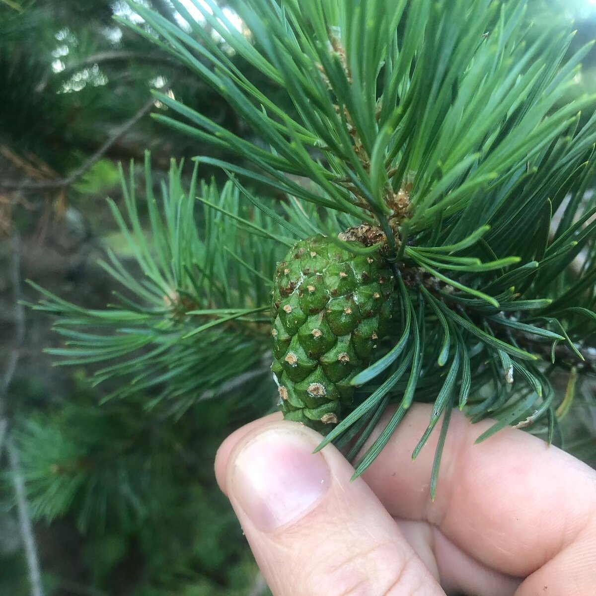 Традиционная настойка для нетрадиционной медицины 🌲 | Игорь Гайдарь | Дзен