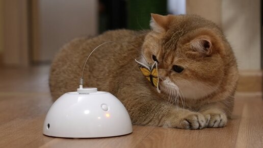 Интерактивная игрушка для кошек | Кот Хосико | Дзен