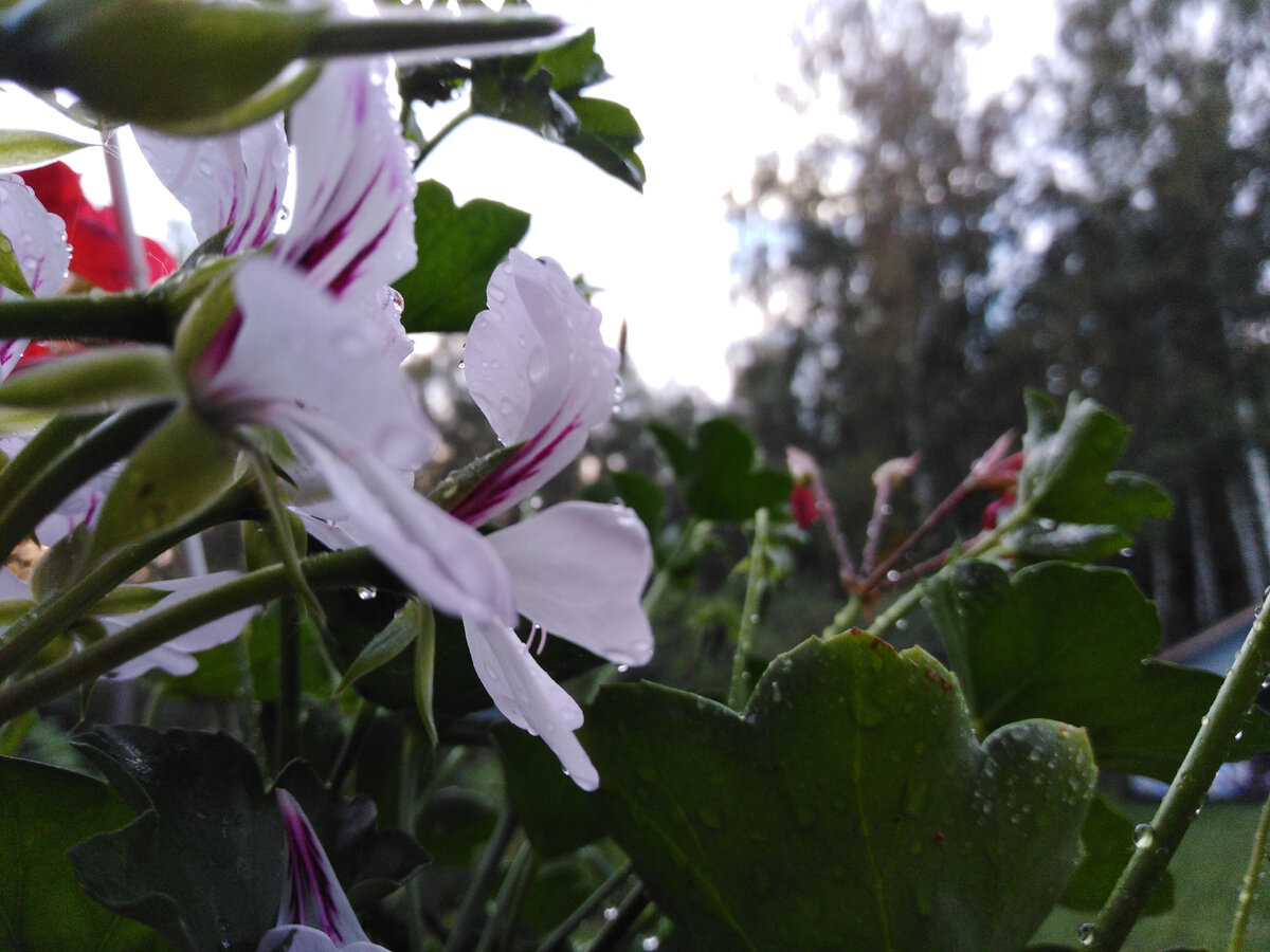 Без защиты крыши половина цветов в кашпо под дождем