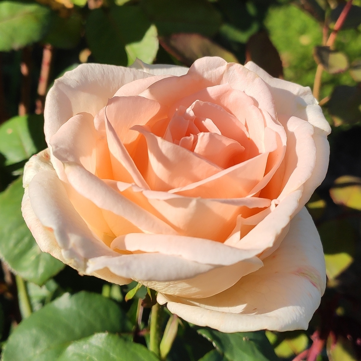 И очень тонкий, парфюмерный аромат у этой персиковой розы