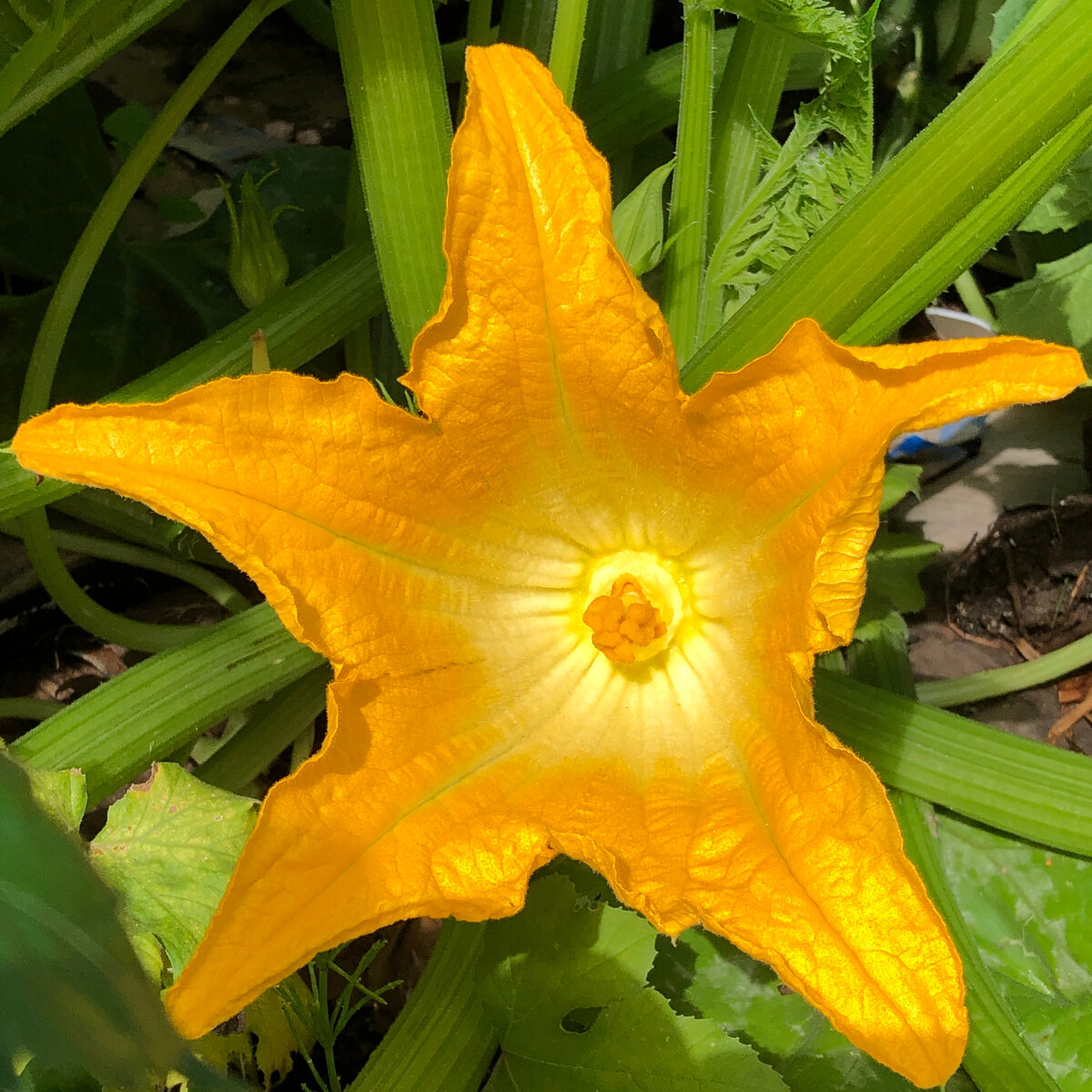 Так в рот и просится! Здесь и далее фотографии мои.