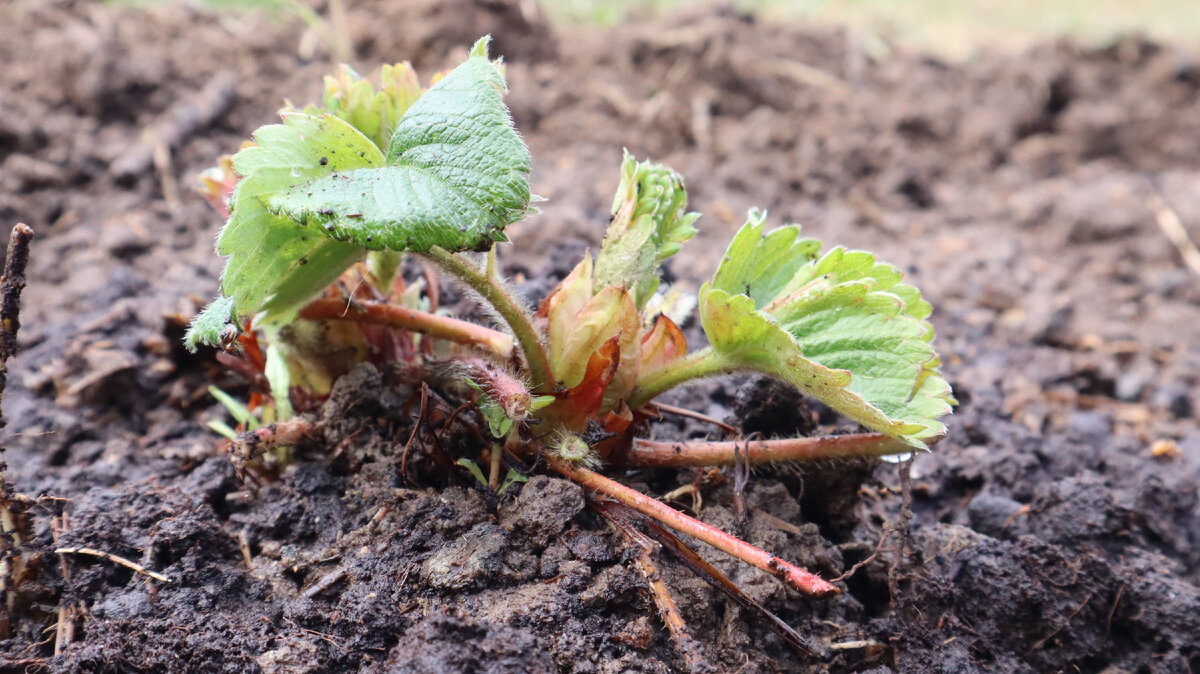 Посадка клубники осенью.