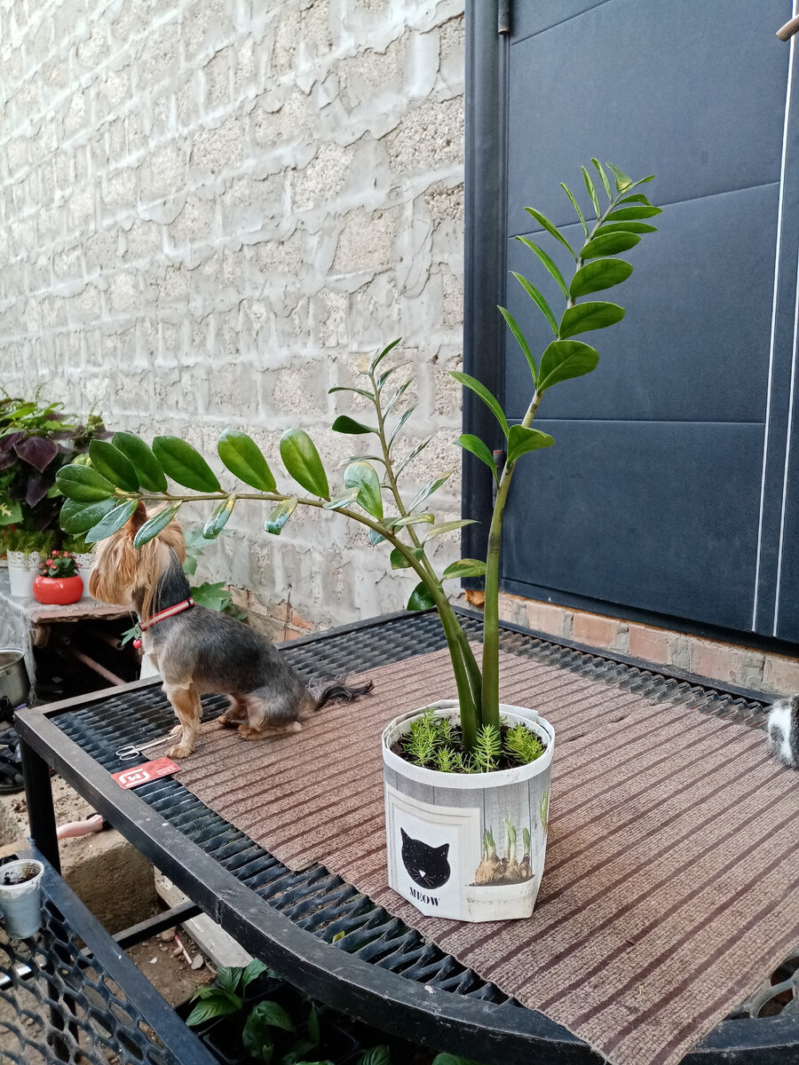 Проданный замиокулькас. 5 литровая плошка замаскирована куском обоев. 