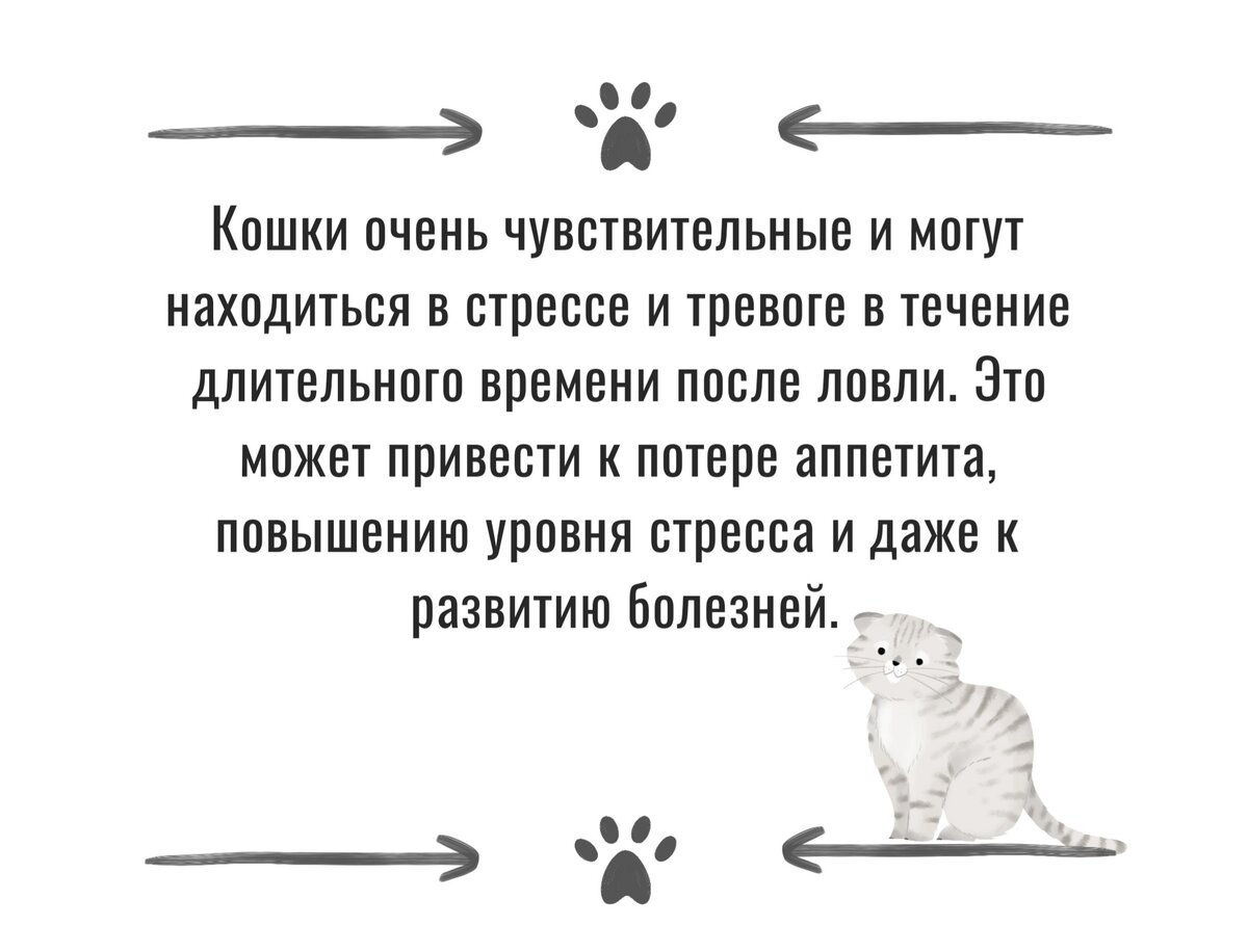 Как ловят бездомных кошек с помощью котоловок? | Бф Право на жизнь | Дзен