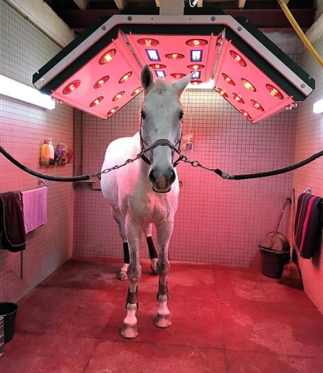 Фотография из открытых источников. Солярий для лошадей: зачем и для чего он нужен?