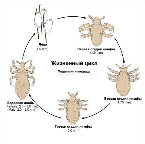 Откуда берётся педикулёз и как избавиться от вшей