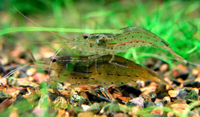 Самец креветки Амано (тот что сверху) меньше самки.