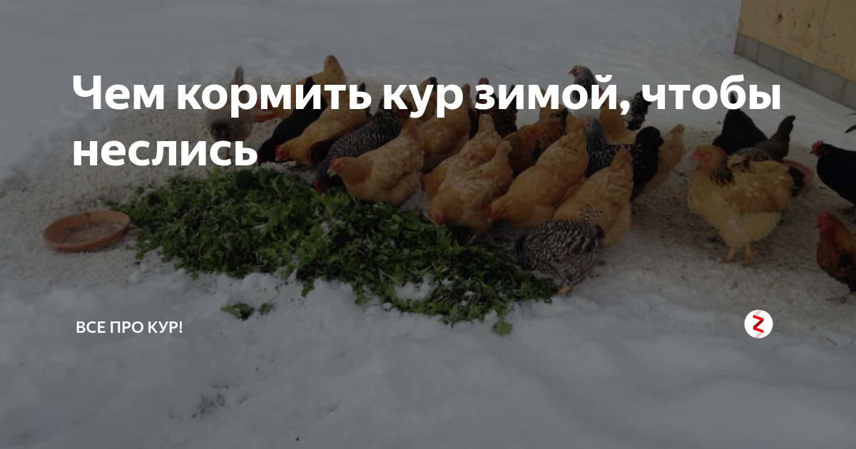 Можно ли давать курам снег зимой. Чем кормить кур чтобы неслись зимой. чем кормить кур зимой. чем подкормить кур чтобы неслись зимой. чем кормить курей зимой.