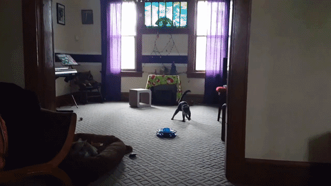 Праздничный коте